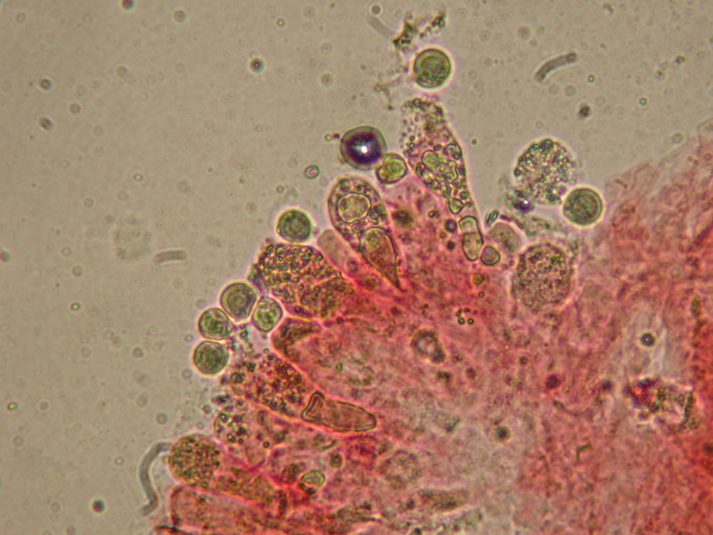 Novit� per .... me : QUIZZZZ